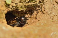 Cvrcek polni - Gryllus campestris - Field Cricket 3046